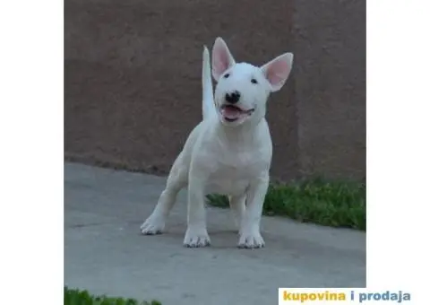 Bull terrier štenci - 7/13