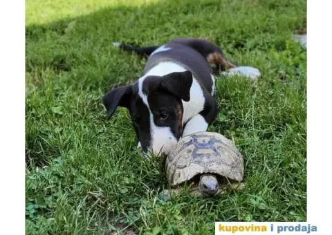 Bull terrier štenci - 8/13