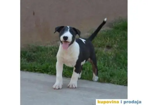 Bull terrier štenci - 9/13