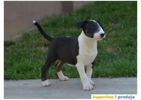 Bull terrier štenci - 10/13
