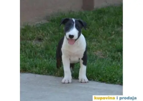 Bull terrier štenci - 11/13