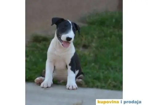 Bull terrier štenci - 12/13