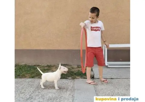 Bull terrier štenci - 13/13