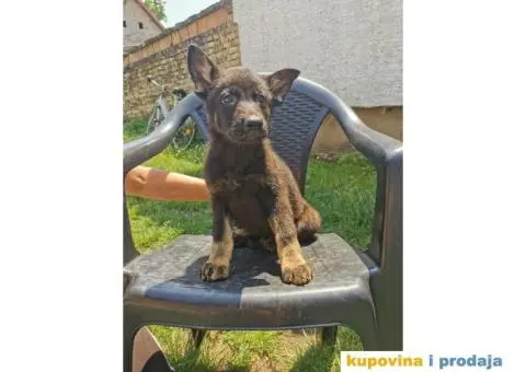 Nemački ovčar - 5/12