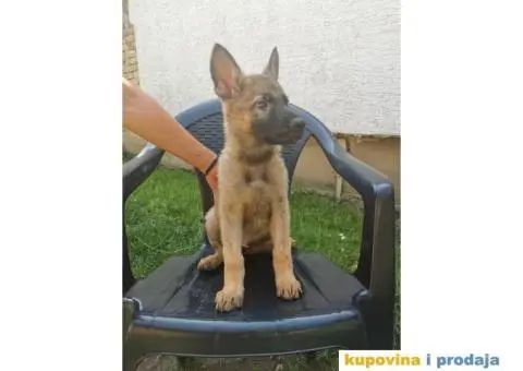 Nemački ovčar - 9/12