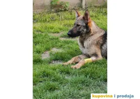 Nemački ovčar - 11/12