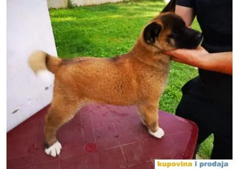 Američka akita štenci - 1/11