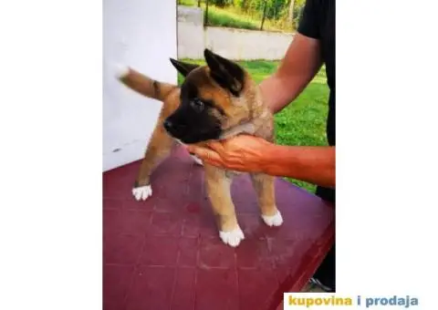 Američka akita štenci - 2/11