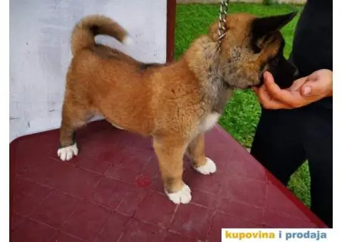 Američka akita štenci - 3/11