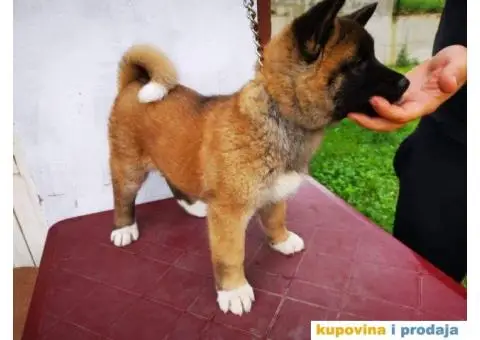 Američka akita štenci - 4/11