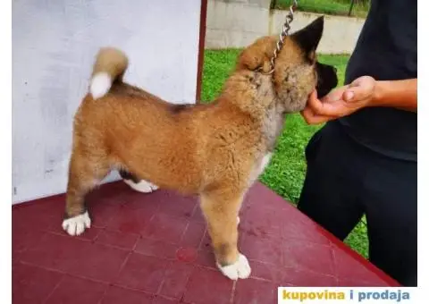 Američka akita štenci - 5/11