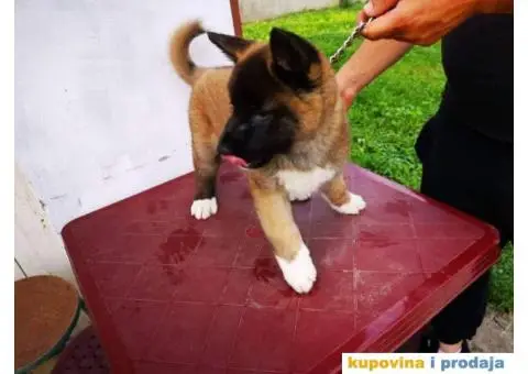 Američka akita štenci - 6/11