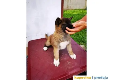 Američka akita štenci - 7/11