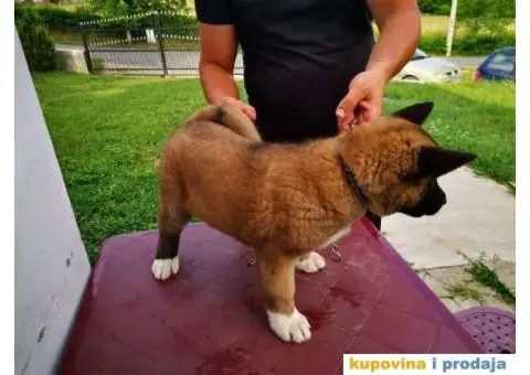 Američka akita štenci - 8/11