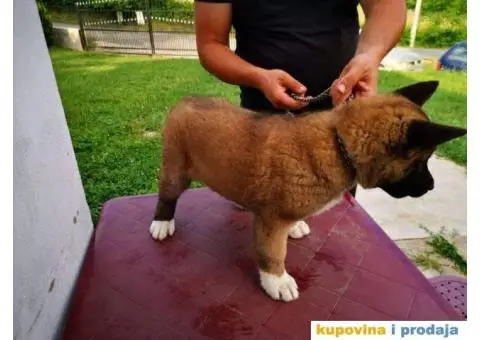 Američka akita štenci - 9/11