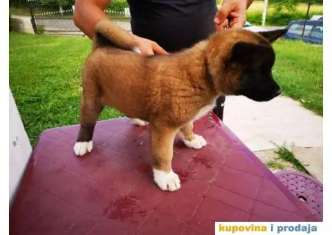 Američka akita štenci - 10/11