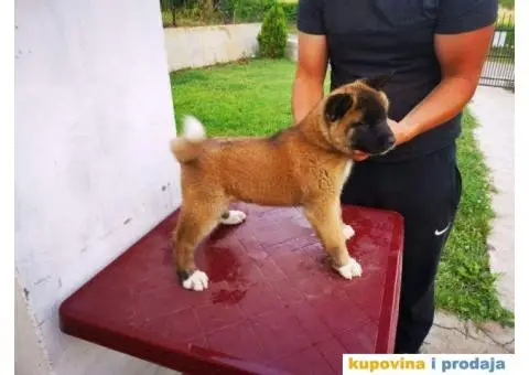 Američka akita štenci - 11/11