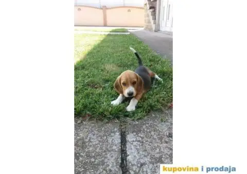 Bigl štenci - 10/10