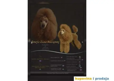 Patuljasta Pudla parenje - 1/3