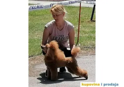 Patuljasta Pudla parenje - 3/3