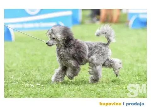 Pudla na prodaju - 1/3