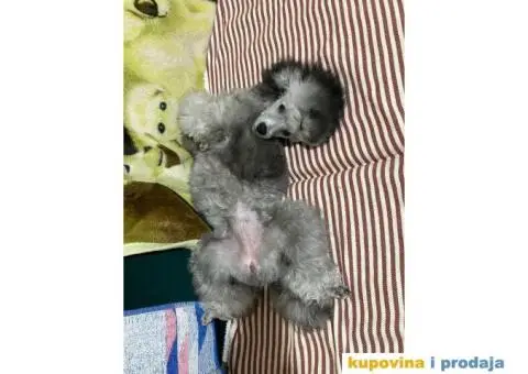 Pudla na prodaju - 2/3