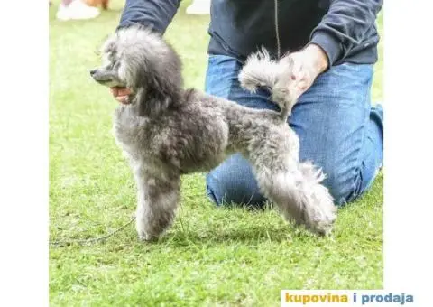 Pudla na prodaju - 3/3