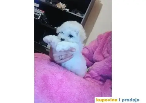 Kovrdžavi bišon štenci - 1/12