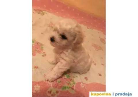 Kovrdžavi bišon štenci - 2/12