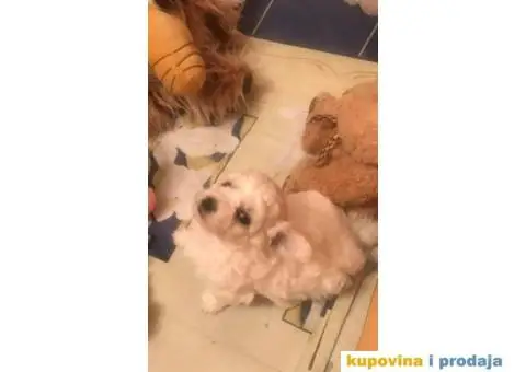 Kovrdžavi bišon štenci - 3/12