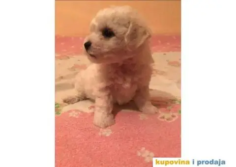 Kovrdžavi bišon štenci - 4/12