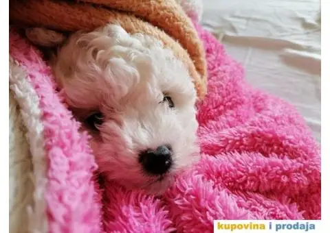 Kovrdžavi bišon štenci - 5/12