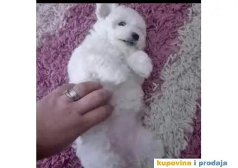Kovrdžavi bišon štenci - 7/12