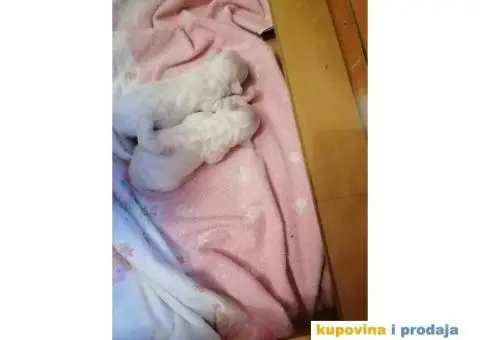 Kovrdžavi bišon štenci - 8/12