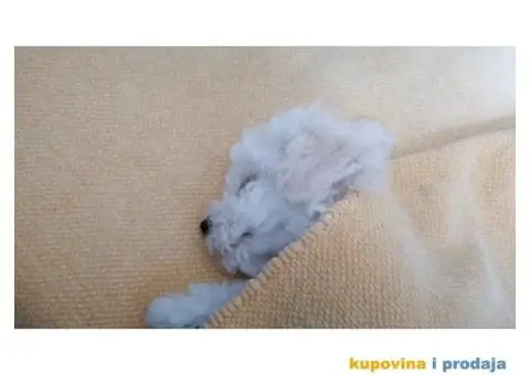 Kovrdžavi bišon štenci - 9/12
