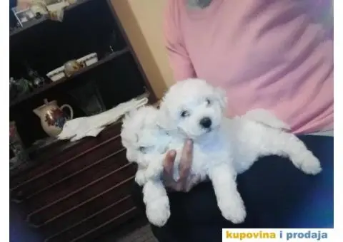Kovrdžavi bišon štenci - 10/12