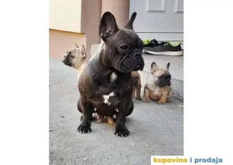 Francuski Buldog - 1/9