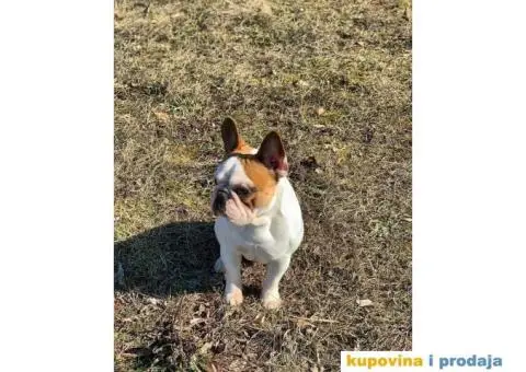 Francuski Buldog - 2/9
