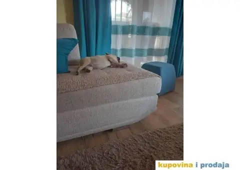 Francuski Buldog - 3/9