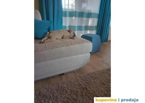 Francuski Buldog - 4/9