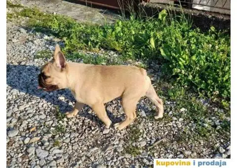 Francuski Buldog - 5/9