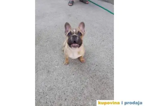 Francuski Buldog - 6/9