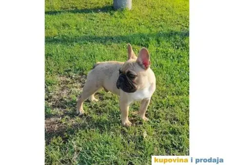 Francuski Buldog - 7/9