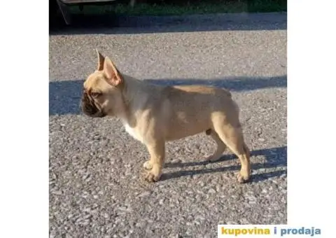 Francuski Buldog - 8/9