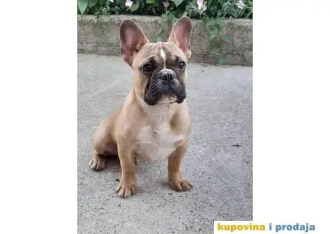 Francuski Buldog - 9/9