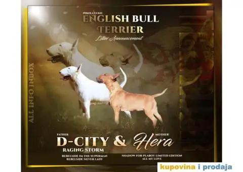 Bull Terrier štenci - 1/6