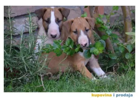 Bull Terrier štenci - 2/6