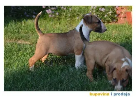 Bull Terrier štenci - 3/6