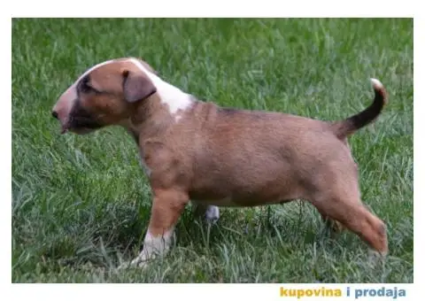 Bull Terrier štenci - 4/6
