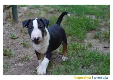 Bull Terrier štenci - 5/6